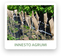 Innesto Agrumi