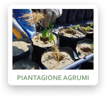 Piantagione Agrumi