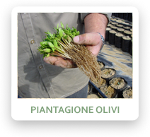 Piantagione Olivi