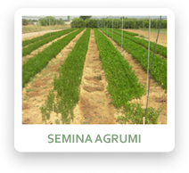 Semina Agrumi